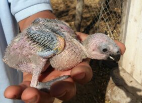 Amazona Aestiva